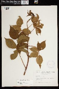 Media resource of Rubus groutianus