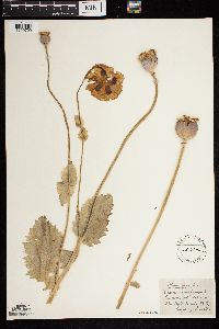 Papaver somniferum image
