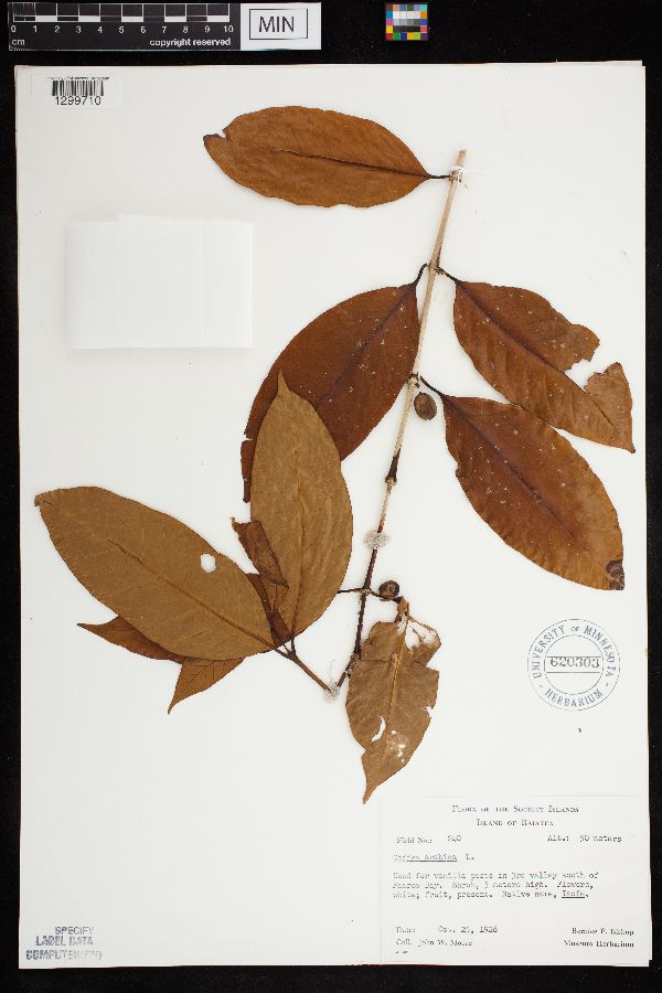 Coffea arabica image