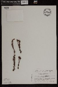 Aphyllon fasciculatum image