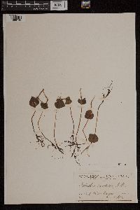 Image of Acianthus caudatus