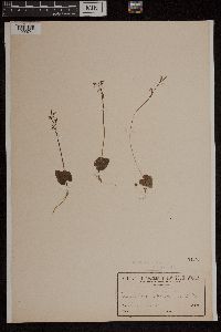 Image of Acianthus fornicatus