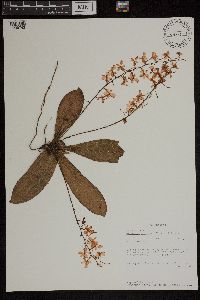 Image of Aerangis citrata