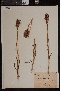 Anacamptis pyramidalis image