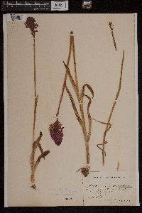 Anacamptis pyramidalis image