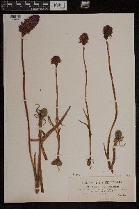 Anacamptis pyramidalis image