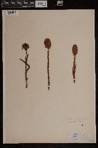 Anacamptis pyramidalis image