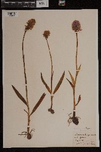 Anacamptis pyramidalis image