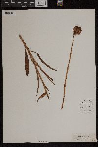 Anacamptis pyramidalis image