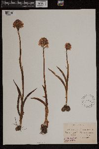 Anacamptis pyramidalis image