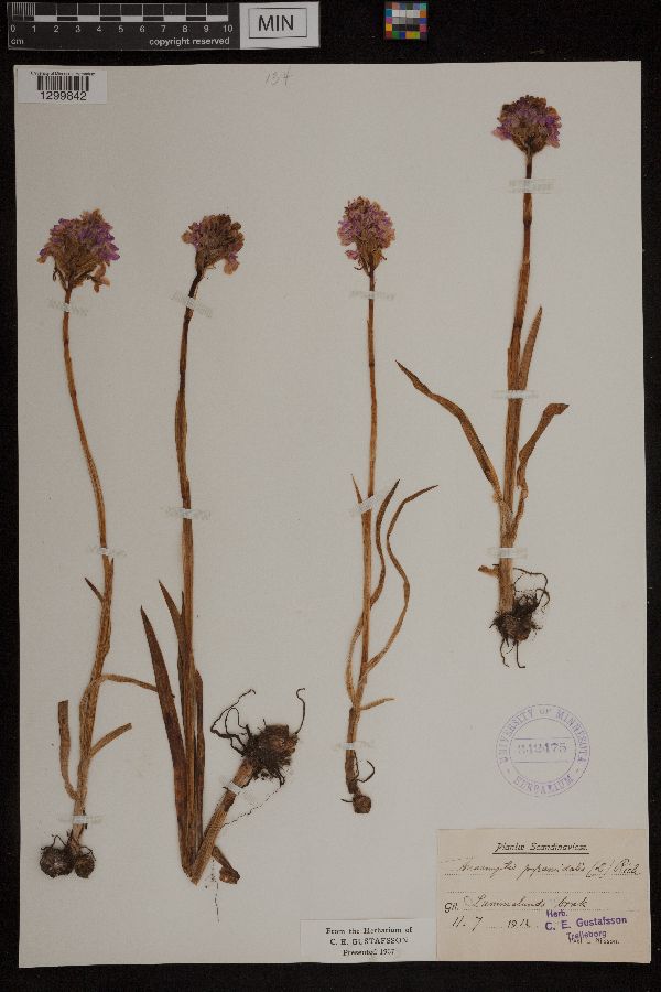 Anacamptis pyramidalis image