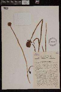 Anacamptis pyramidalis image