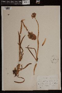 Anacamptis pyramidalis image