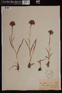 Anacamptis pyramidalis image