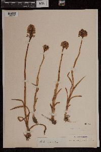 Anacamptis pyramidalis image