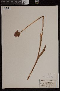 Anacamptis pyramidalis image