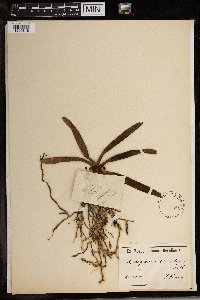 Image of Angraecum capitatum