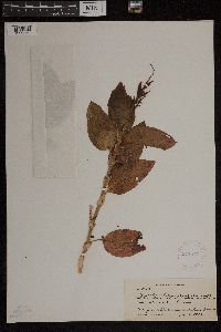 Media resource of Anoectochilus sandwicensis