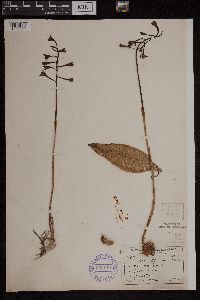 Media resource of Aplectrum hyemale