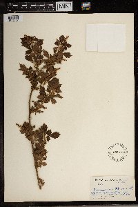 Image Associated With the Occurrence