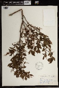 Image Associated With the Occurrence