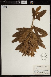 Image Associated With the Occurrence