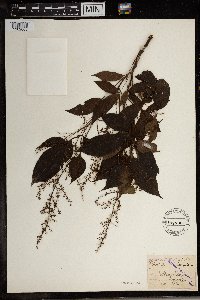 Image Associated With the Occurrence