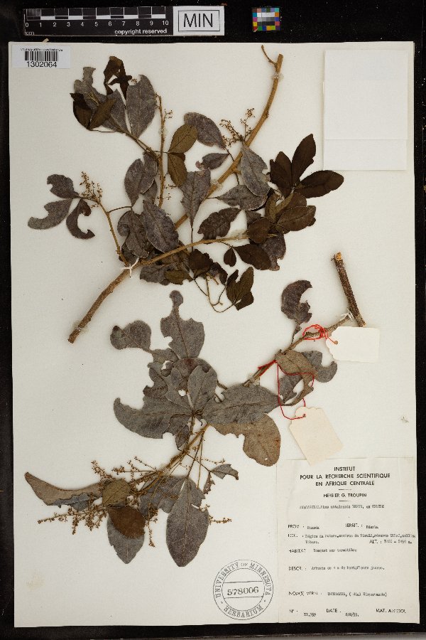 Rhus natalensis image