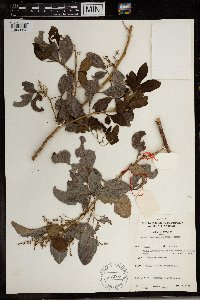 Media resource of Rhus natalensis