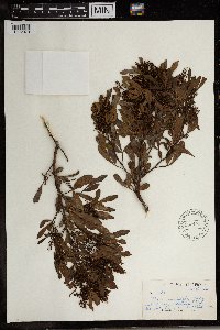 Image Associated With the Occurrence