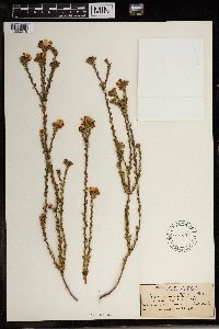 Thumbnail image of current specimen