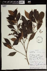 Allophylus cobbe image