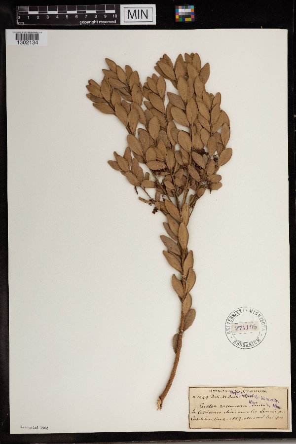 Euclea racemosa image