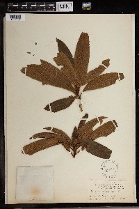 Image of Arbutus canariensis