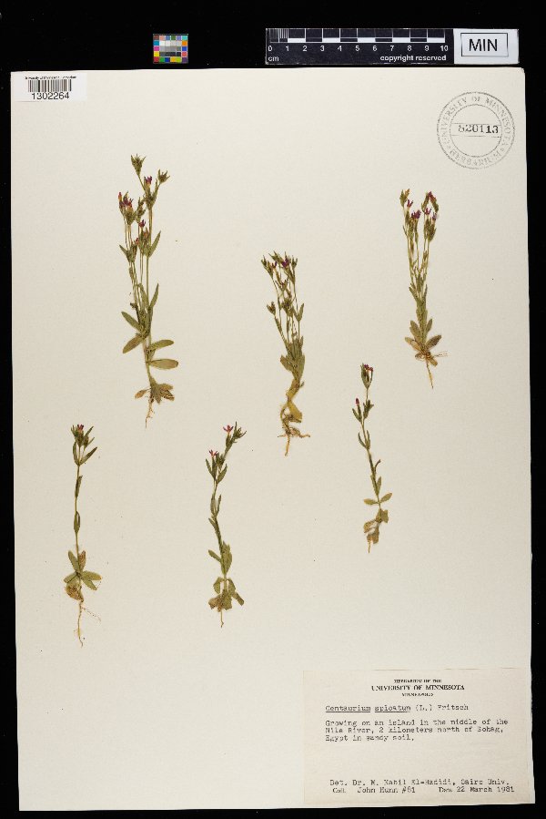 Centaurium spicatum image