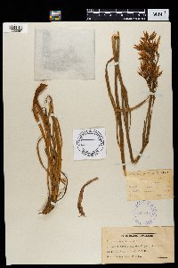 Image of Chironia krebsii