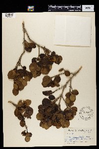 Thumbnail image of current specimen