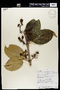 Image Associated With the Occurrence