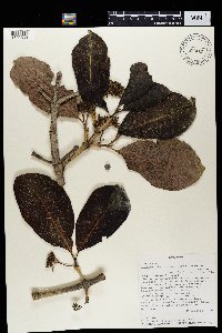 Image Associated With the Occurrence