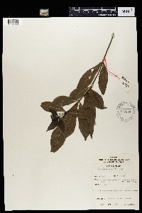 Image Associated With the Occurrence