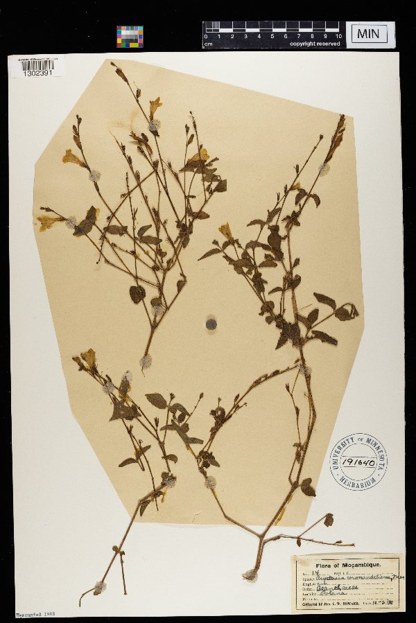 Asystasia gangetica subsp. micrantha image