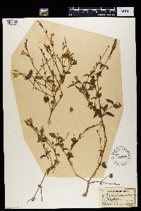 Asystasia gangetica image