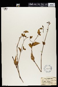 Asystasia gangetica image