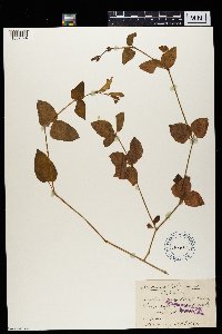 Asystasia gangetica image