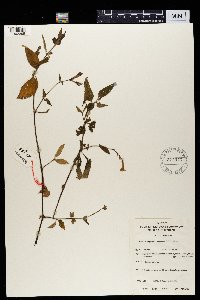 Asystasia gangetica image