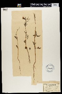 Media resource of Barleria elegans