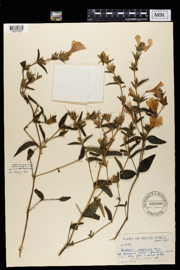 Barleria meyeriana image