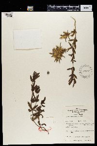 Media resource of Blepharis cristata