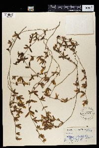 Media resource of Blepharis integrifolia