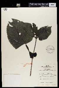 Image Associated With the Occurrence